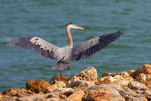 Heron Landed_34205.jpg - Great Blue Heron (Ardea herodias) beside Matagorda Bay.Photographed along the Gulf coast near Port Lavaca, Texas, USA. 